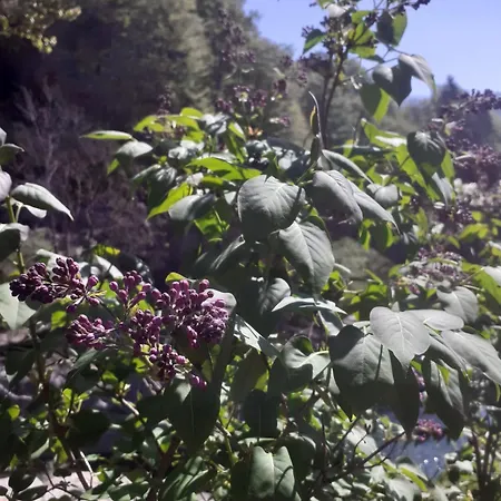 Ponte Fontana 3* Campiglia Cervo